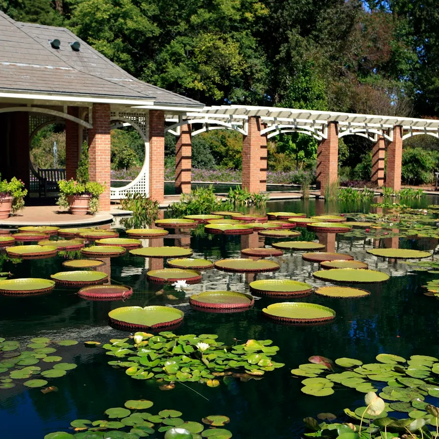 Photo of pond at huntsville botanical garden